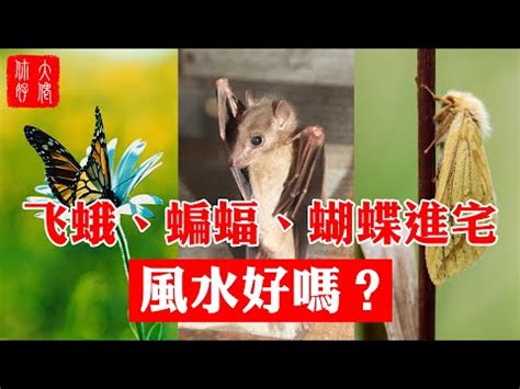 飛蛾 徵兆|【家裡出現飛蛾代表什麼】家裡出現飛蛾代表什麼？到。